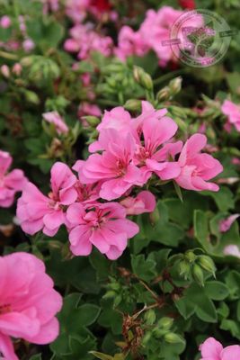 Ivy Geranium Pink / Deep Pink (4 1/2" pot)