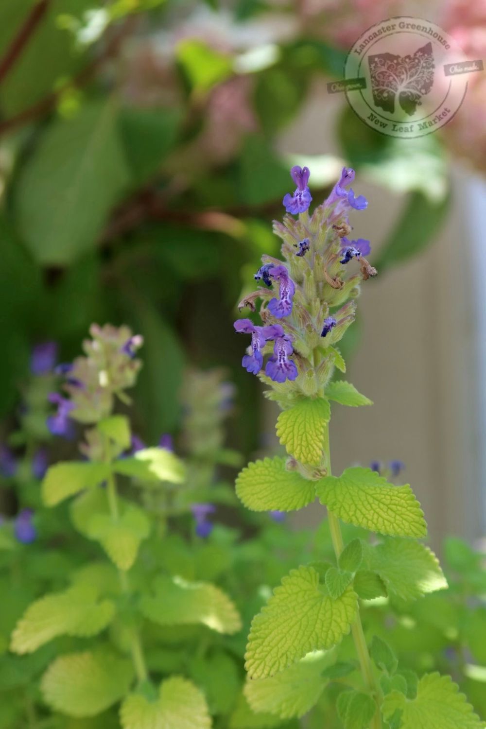 Nepeta Catmint Chartreuse on the Loose (quart perennial) $9.99
