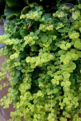 Lysimachia Goldilocks Creeping Jenny PW (quart pot)