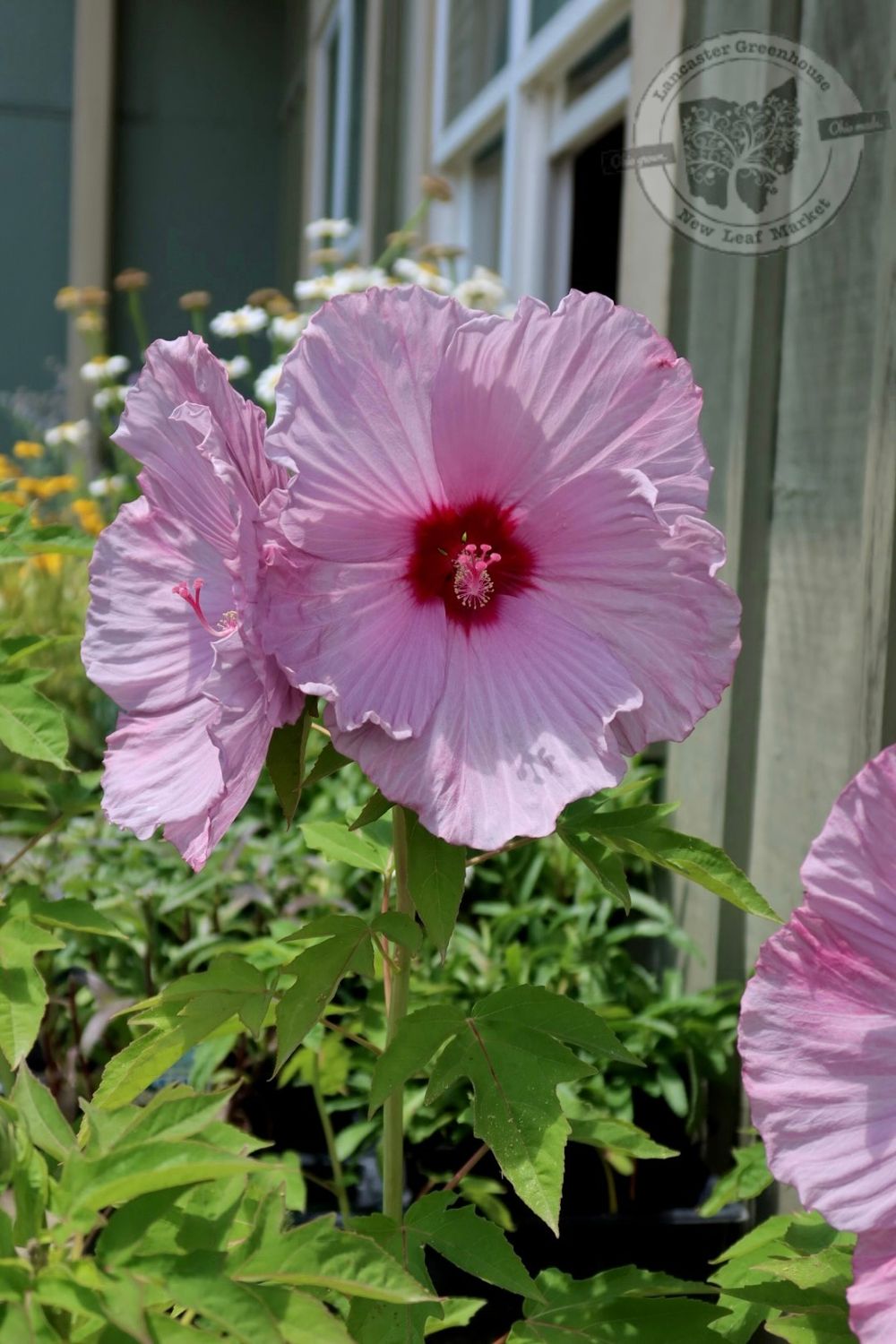 Hibiscus Lilac Crush Summerific (3 gallon perennial) $35.99