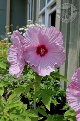 Hibiscus Lilac Crush Summerific (3 gallon perennial) $35.99