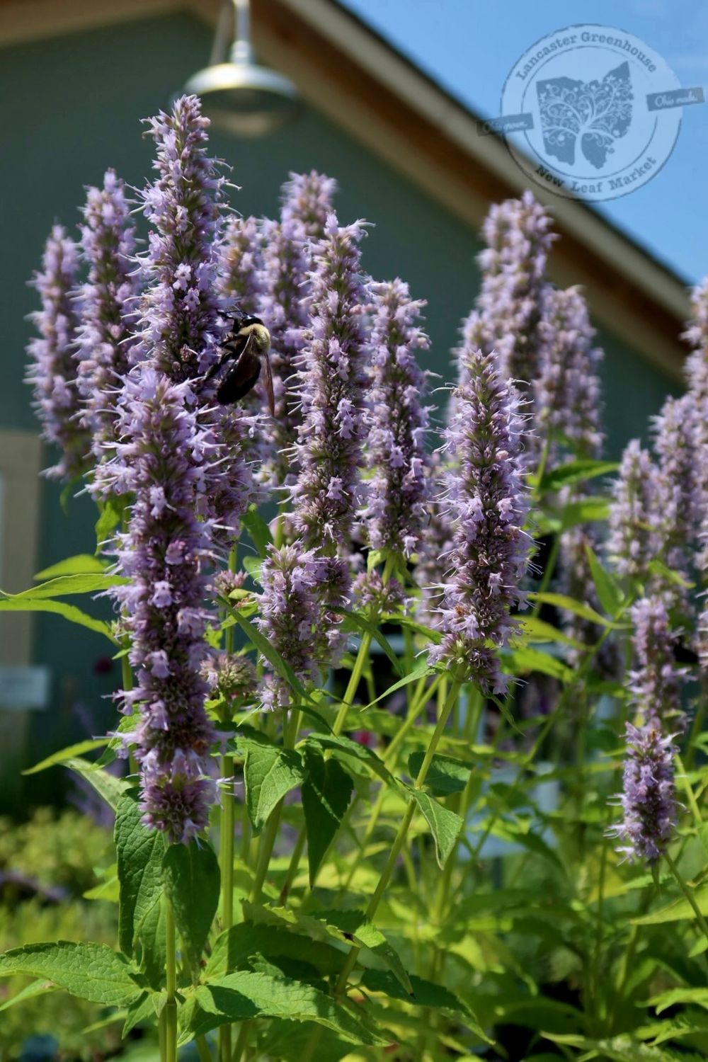 Agastache Blue Fortune Anise Hyssop Hummingbird Mint (quart perennial) $11.99