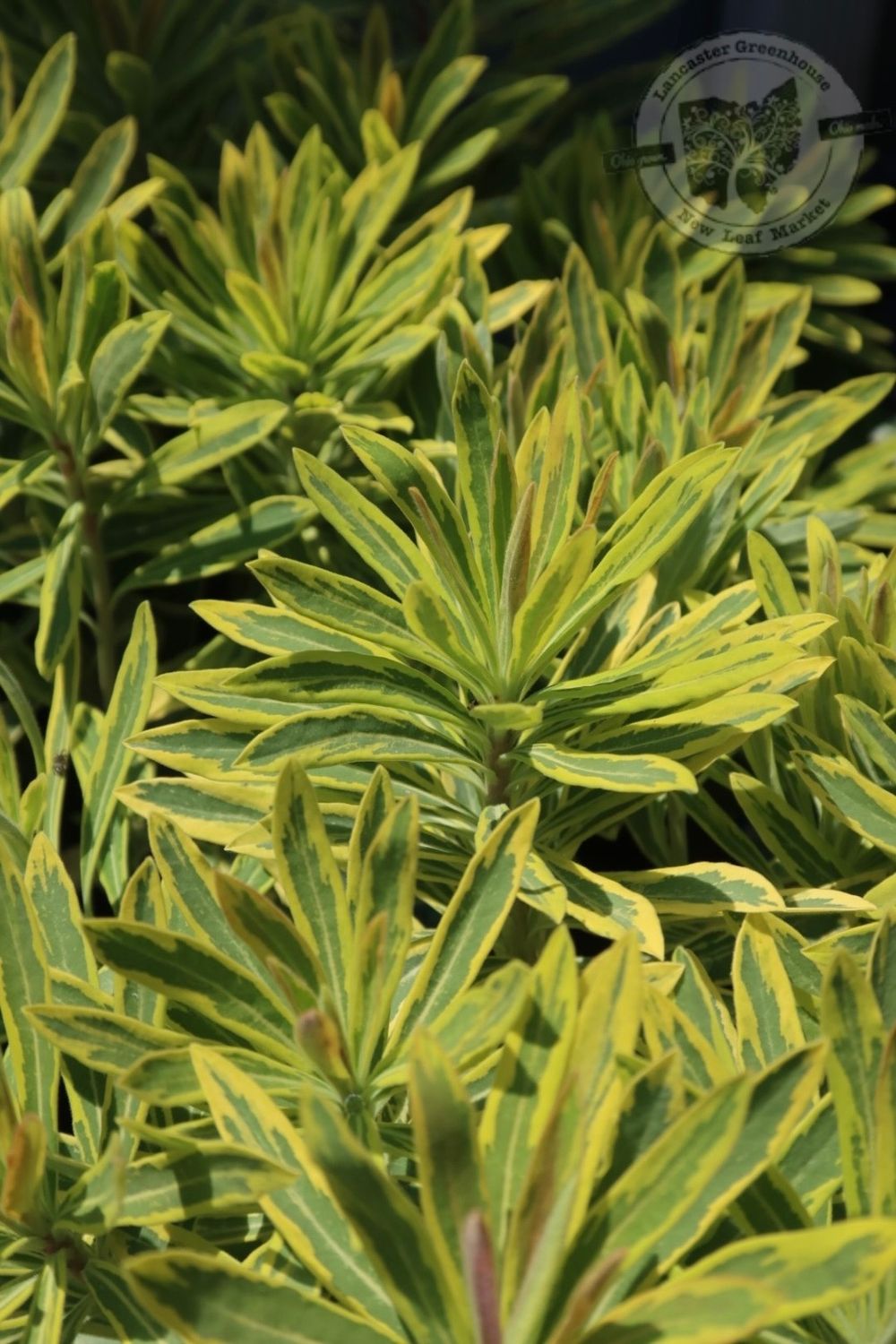 Euphorbia Ascot Rainbow Spurge (quart perennial) $11.99