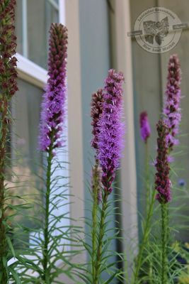 Liatris spicata Kobold Gayfeather Blazing Star (quart perennial) $11.99