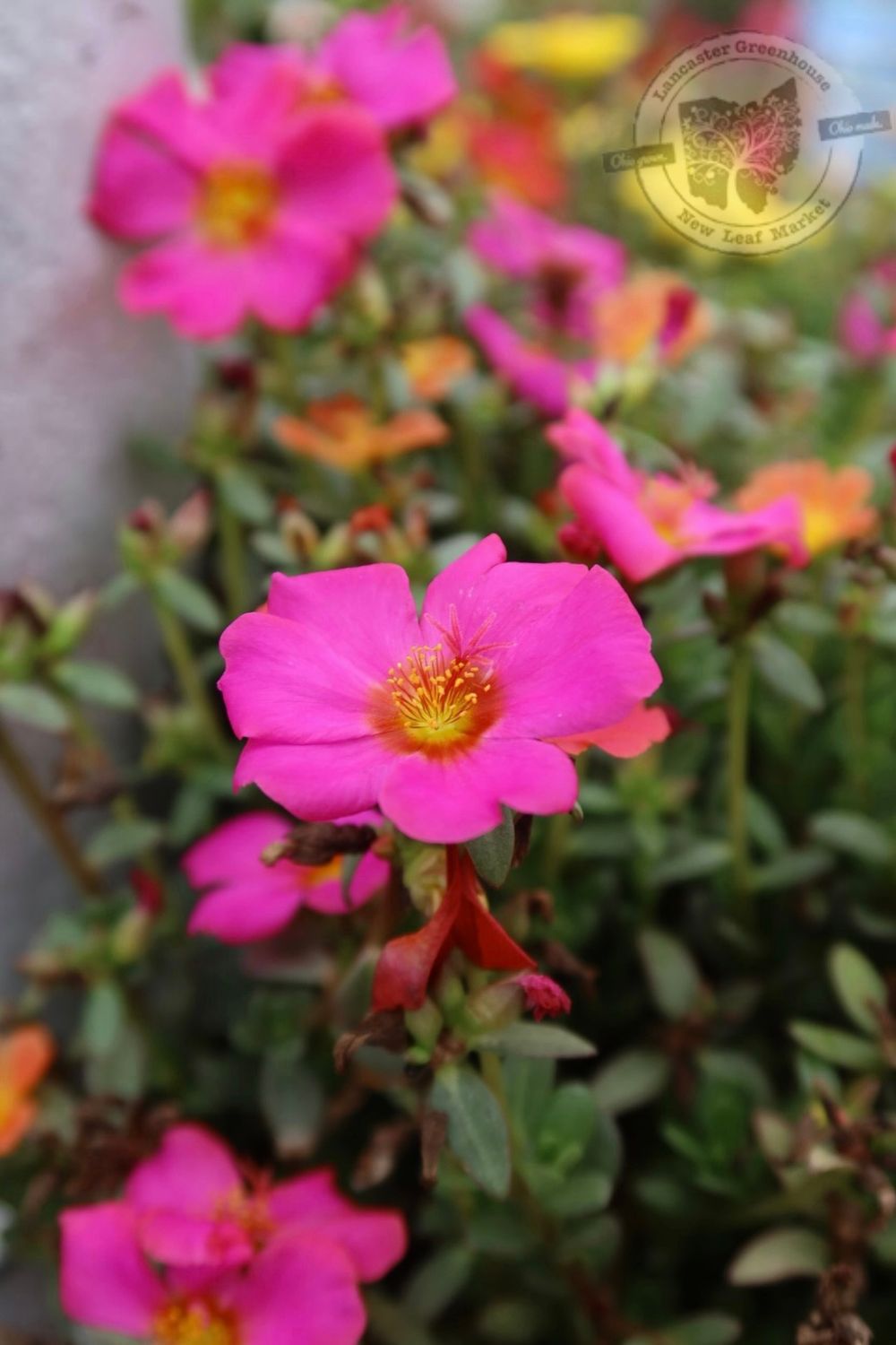 Portulaca Mojave Fuchsia PW (quart pot)