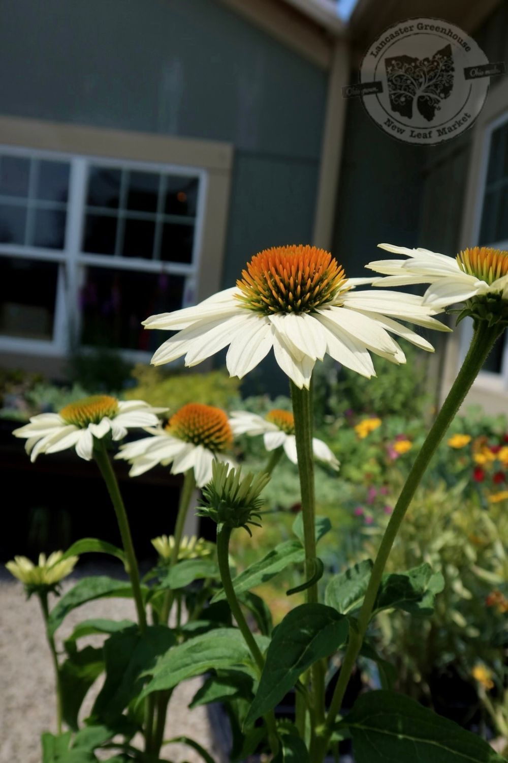 Echinacea Pow Wow WHITE Coneflower (quart perennial) $11.99