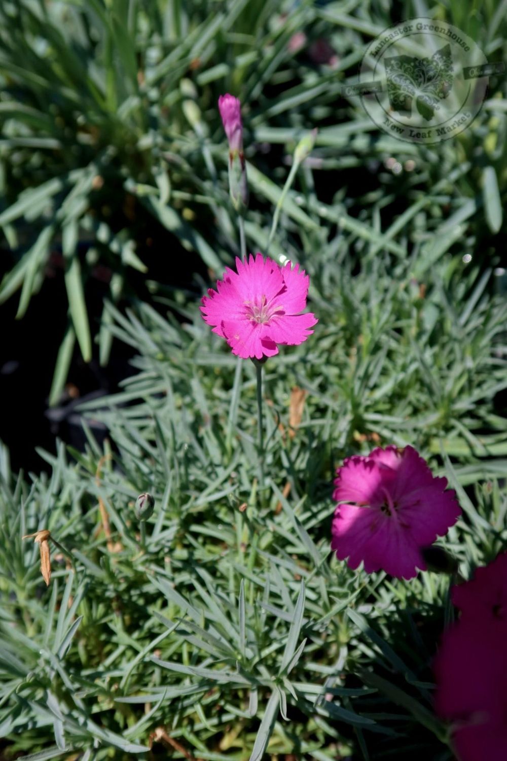 Dianthus Firewitch (quart perennial) $11.99