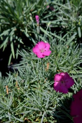 Dianthus Firewitch (quart perennial) $11.99