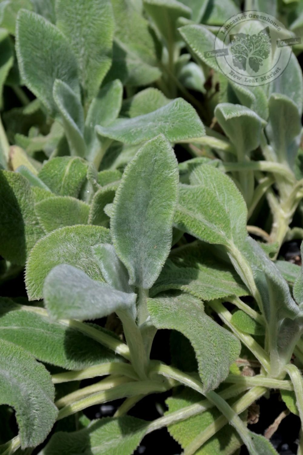 Stachys Silver Carpet Lamb’s Ear (quart perennial) $11.99