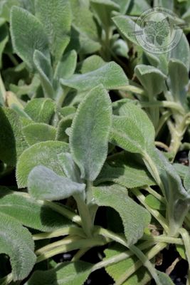 Stachys Silver Carpet Lamb’s Ear (quart perennial) $11.99