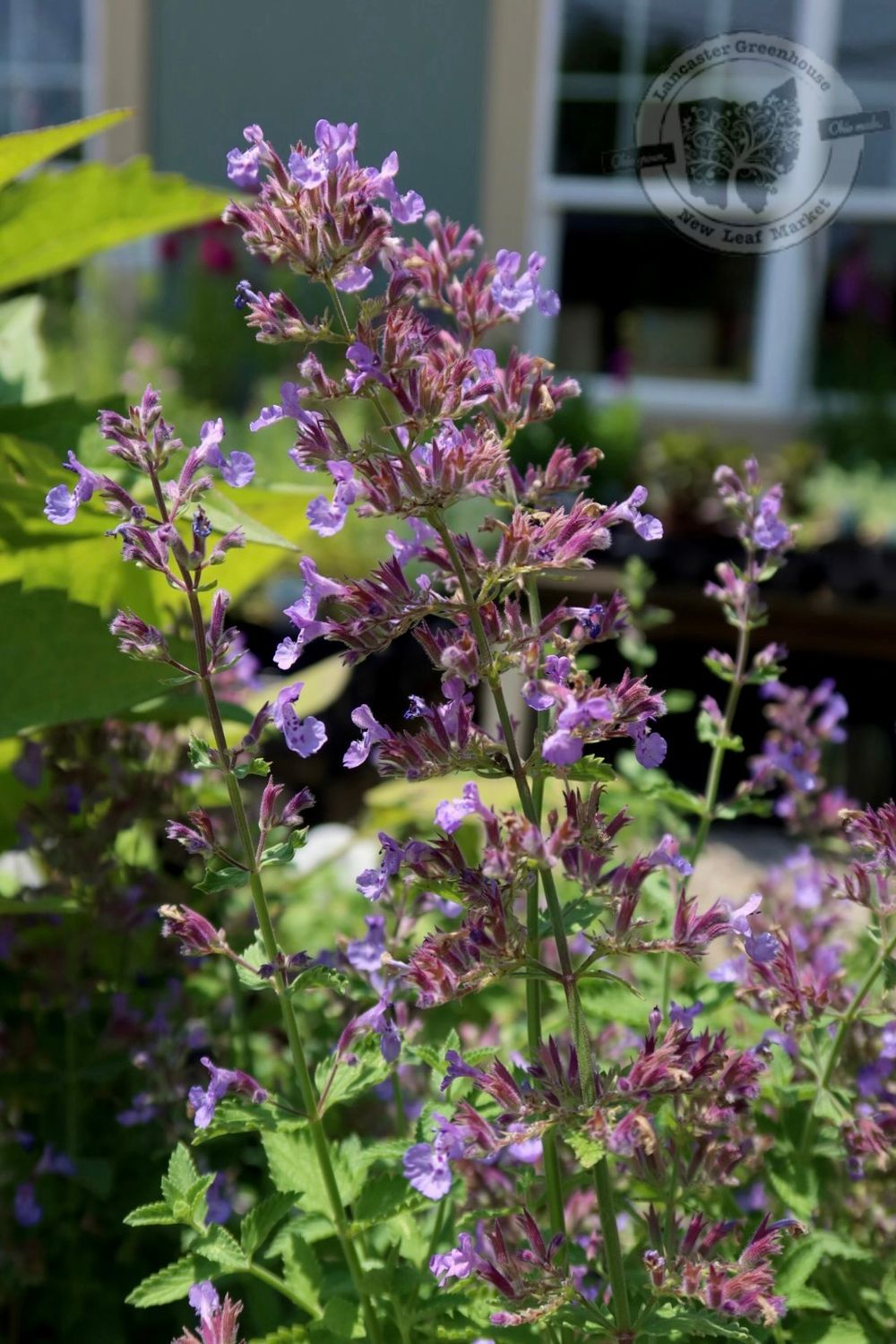 Nepeta Catmint Junior Walker (quart perennial) $11.99 Nepeta Catmint Junior Walker (quart perennial) $11.99