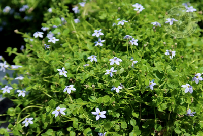 Isotoma fluviatilis Blue Star Creeper (quart perennial) $9.99