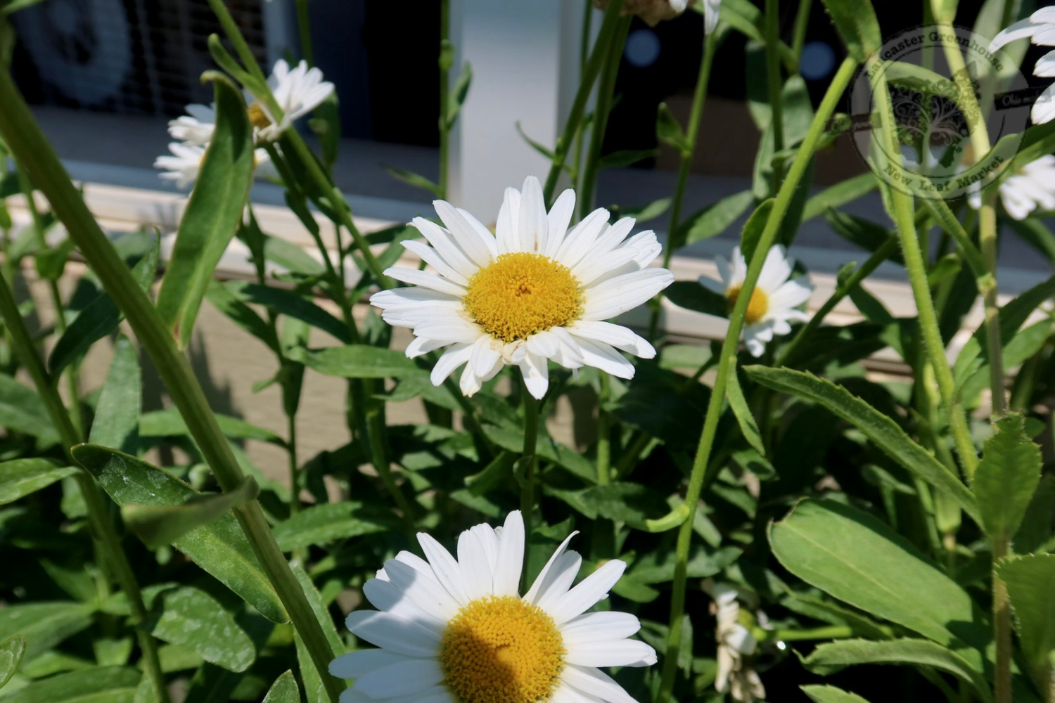 Leucanthemum Becky Shasta Daisy (quart perennial) $9.99