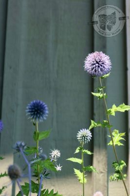 Echinops ritro Globe Thistle (quart perennial) $9.99