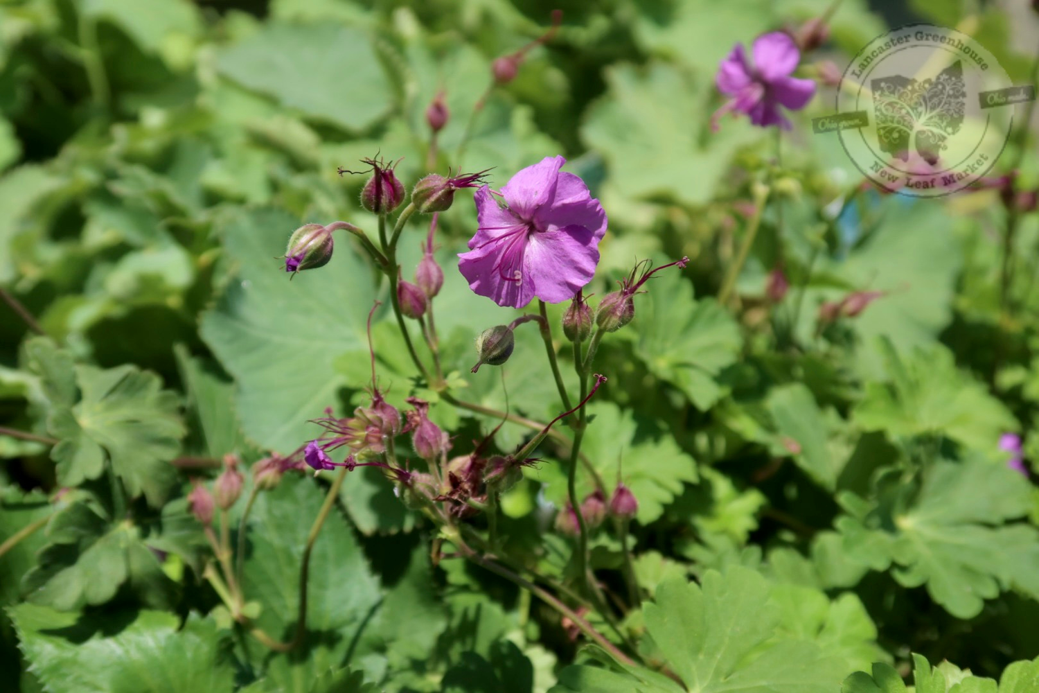 Geranium Karmina Cranesbill (quart perennial) $9.99