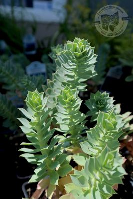 Euphorbia myrsinites Myrtle Spurge (quart perennial) $9.99