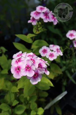 Phlox Ka-Pow White Bicolor (quart perennial) $11.99