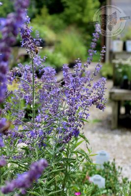 Perovskia Crazy Blue Russian Sage (quart perennial) $11.99