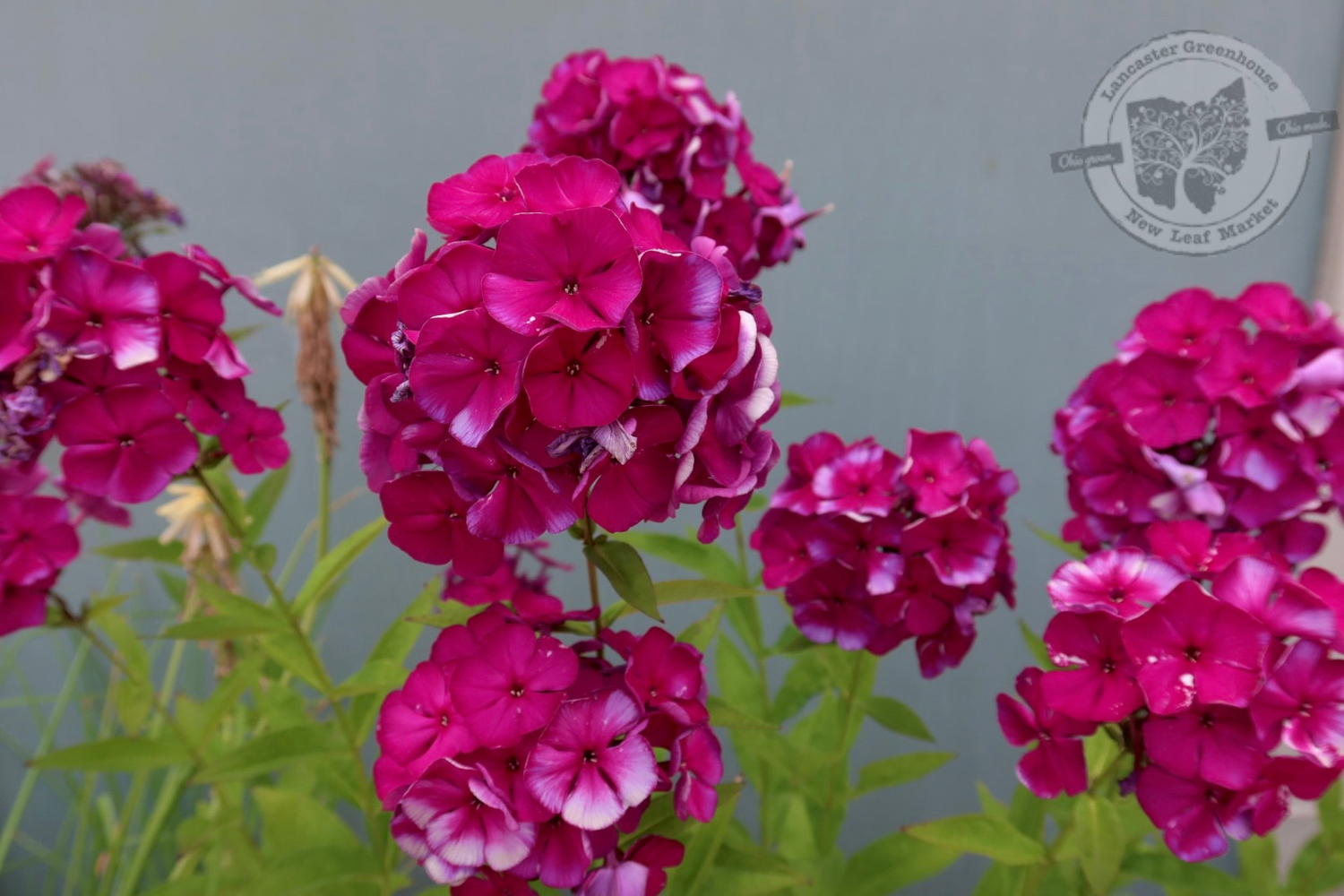 Phlox Nicky (quart perennial) $11.99