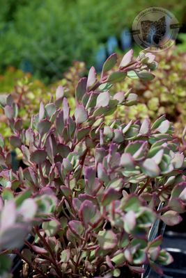 Sedum Lidakense Stonecrop (quart perennial) $11.99