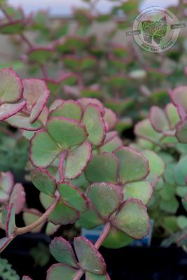 Sedum sieboldii Stonecrop (quart perennial) $11.99