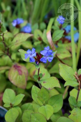 Ceratostigma plumbaginoides (quart perennial) $9.99