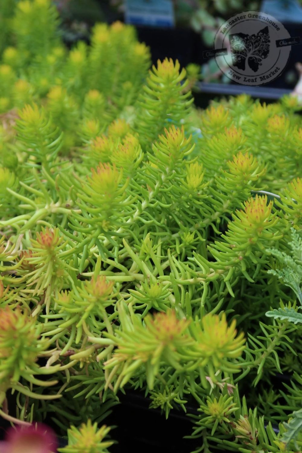 Sedum Angelina Stonecrop (quart perennial) $11.99
