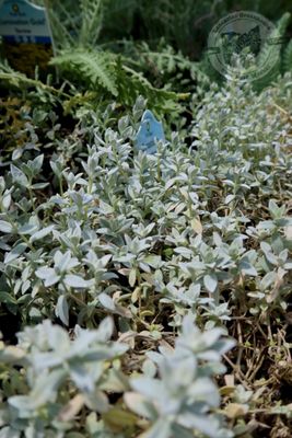 Cerastium tomentosum Snow in Summer (quart perennial) $9.99