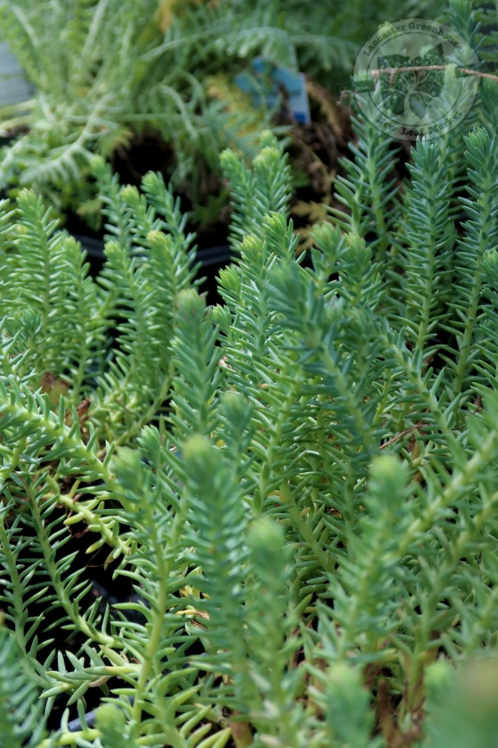 Sedum Blue SPRUCE Stonecrop (quart perennial) $11.99