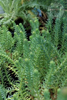 Sedum Blue SPRUCE Stonecrop (quart perennial) $11.99