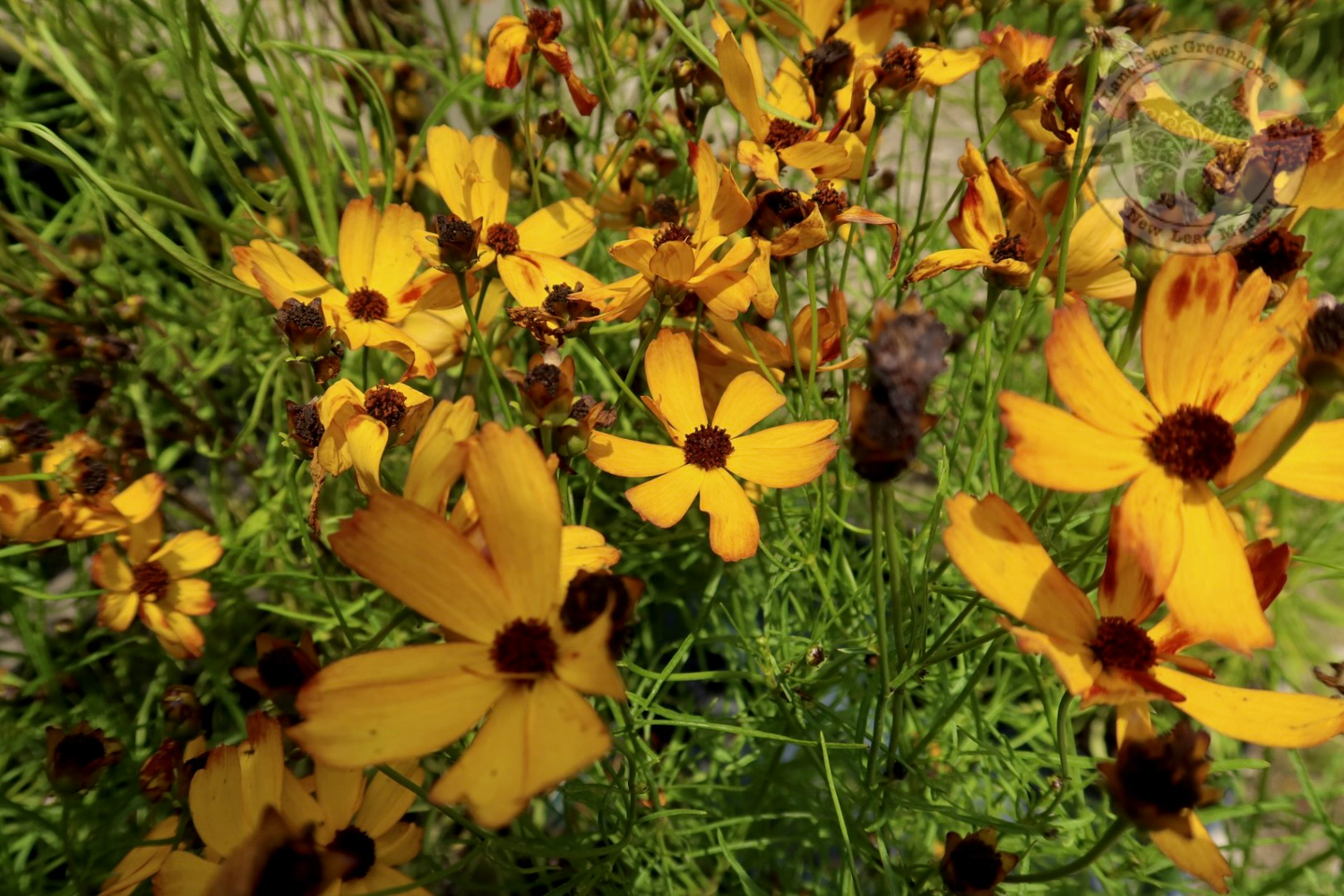 Coreopsis Butter Rum Permathread Tickseed (quart perennial) $9.99