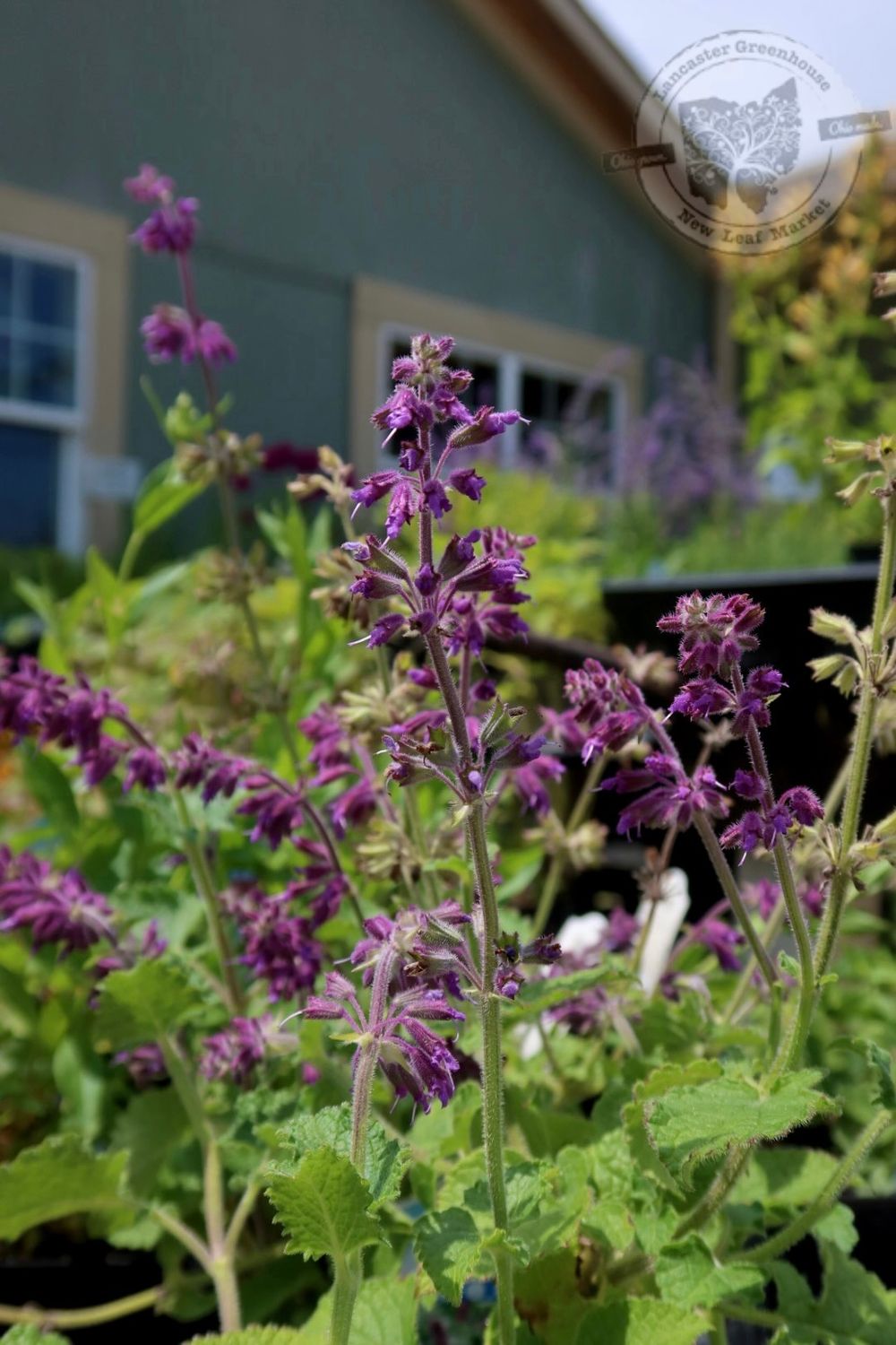 Salvia Purple Rain (quart perennial) $9.99