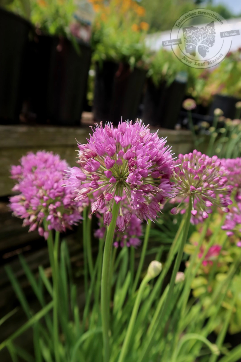 Allium Medusa Ornamental Onion (gallon perennial) $19.99