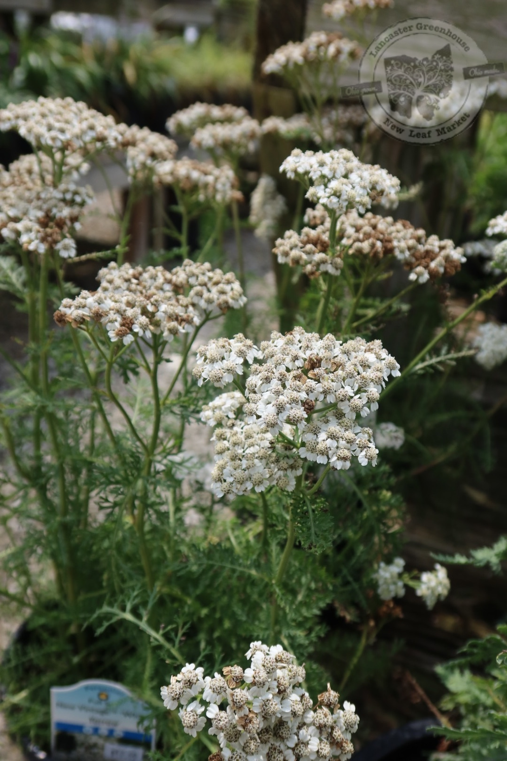 Achillea New Vintage WHITE Yarrow (gallon perennial) $19.99