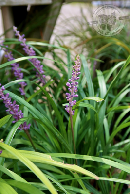 Grass Liriope BIG BLUE/Spicata/Royal Purple Lilyturf (gallon perennial) $17.99
