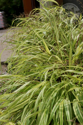 Grass Hakonechola macra Aureola (gallon perennial) $24.99