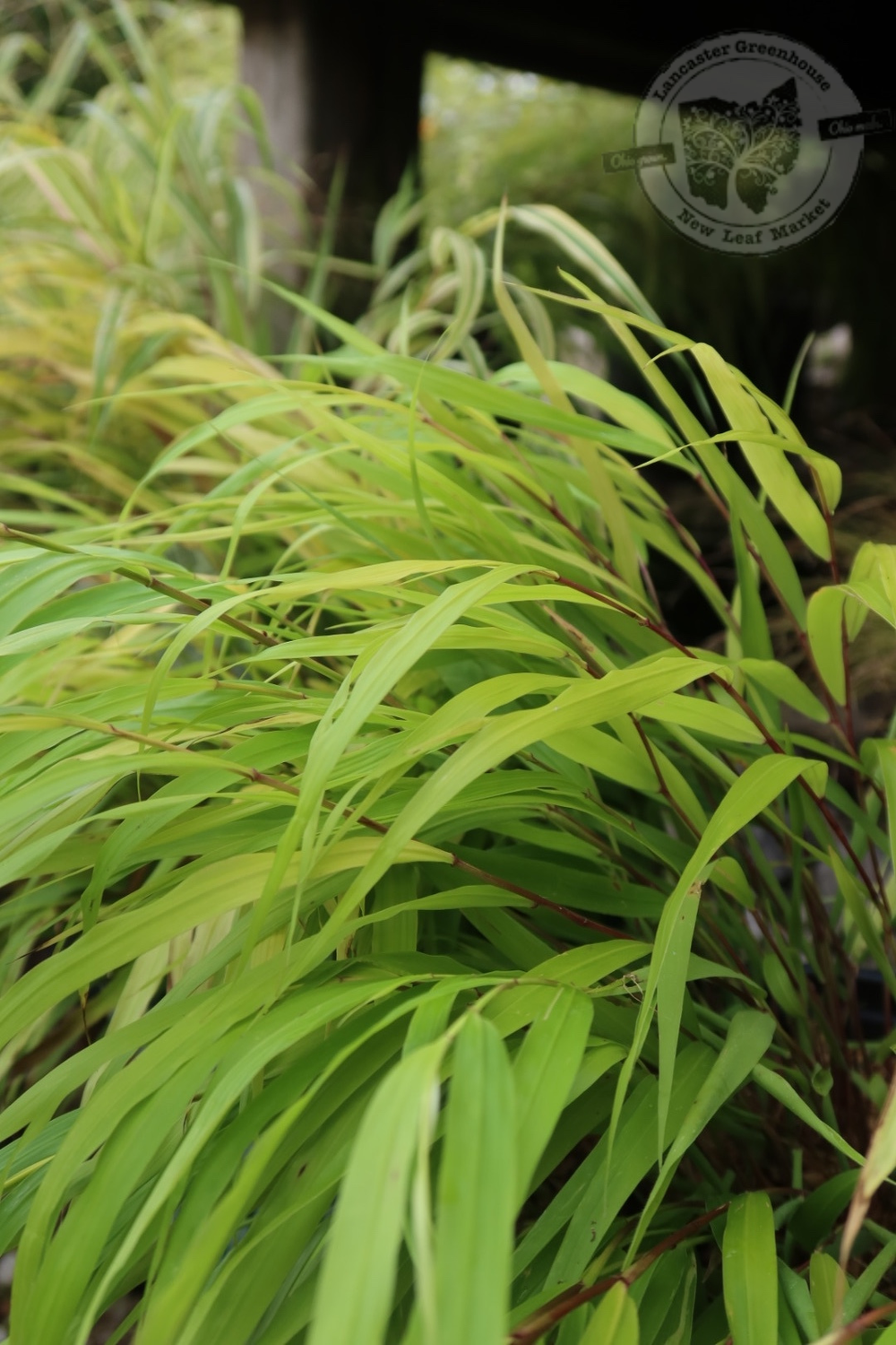 Grass Hakonechola macra All Gold (gallon perennial) $24.99 Grass Hakonechola macra All Gold (gallon perennial) $24.99