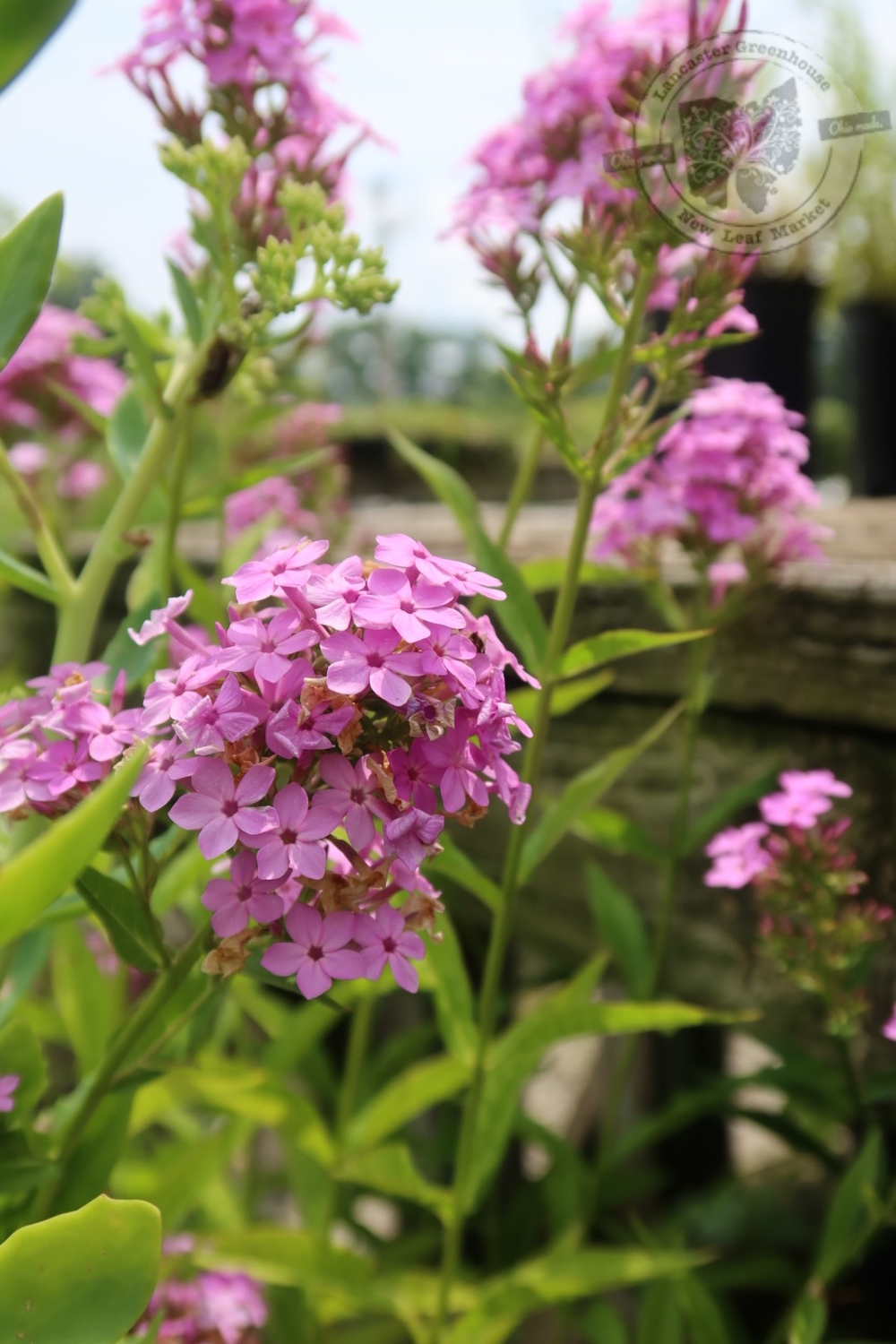 Phlox Jeana (gallon perennial) $24.99