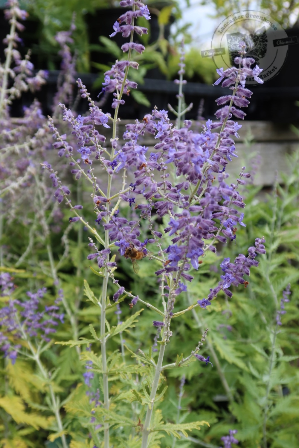 Perovskia Sage Advice Russian Sage (gallon perennial) $23.99