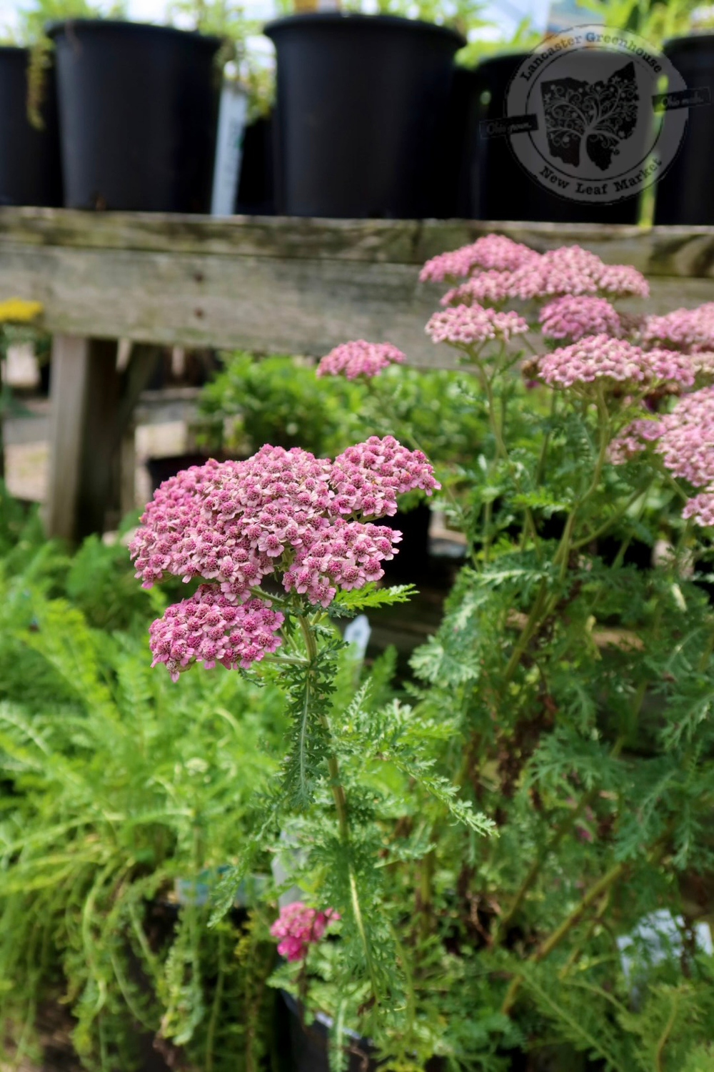 Achillea New Vintage ROSE Yarrow (gallon perennial) $19.99