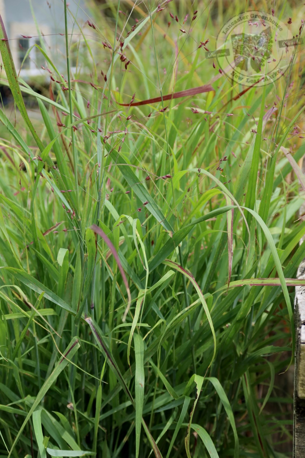 Grass Panicum Shenandoah Switch (3 gallon perennial) $49.99