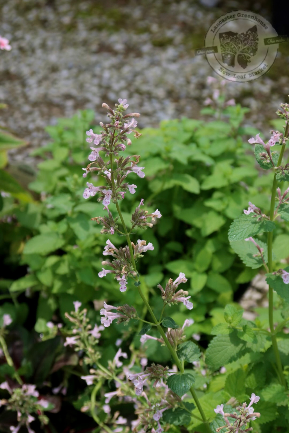 Nepeta Catmint Whispurr PINK (gallon perennial) $17.99