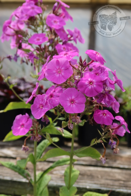 Phlox Garden Girls COVER GIRL (gallon perennial) $24.99