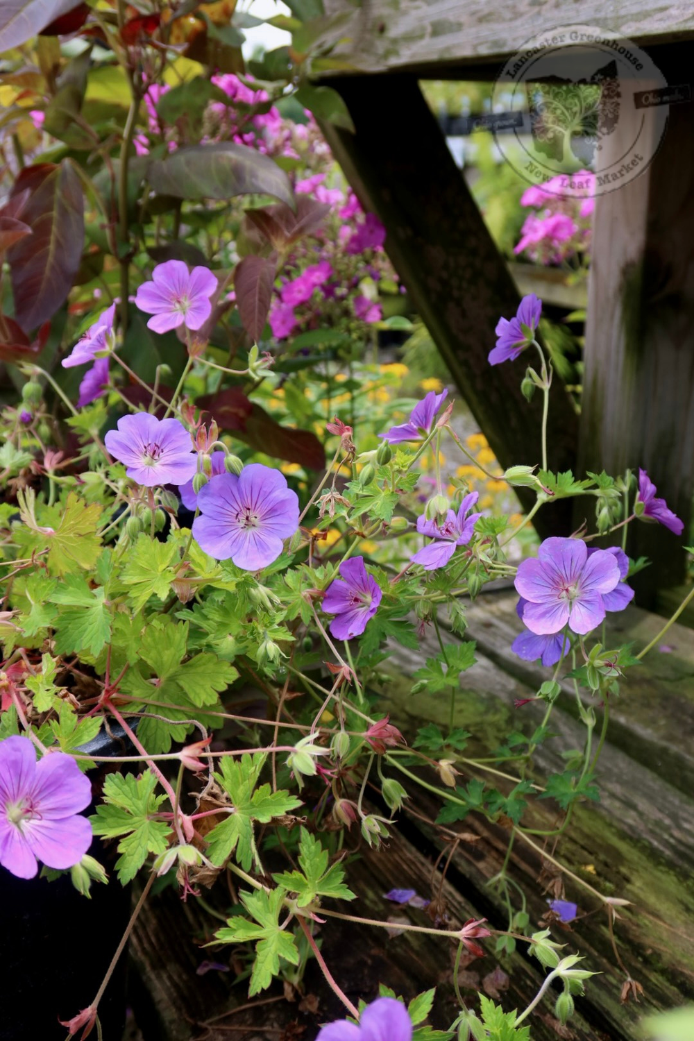Geranium Rozanne Cranesbill (gallon perennial) $29.99