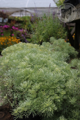 Artemisia Nana Silver Mound (gallon perennial) $17.99