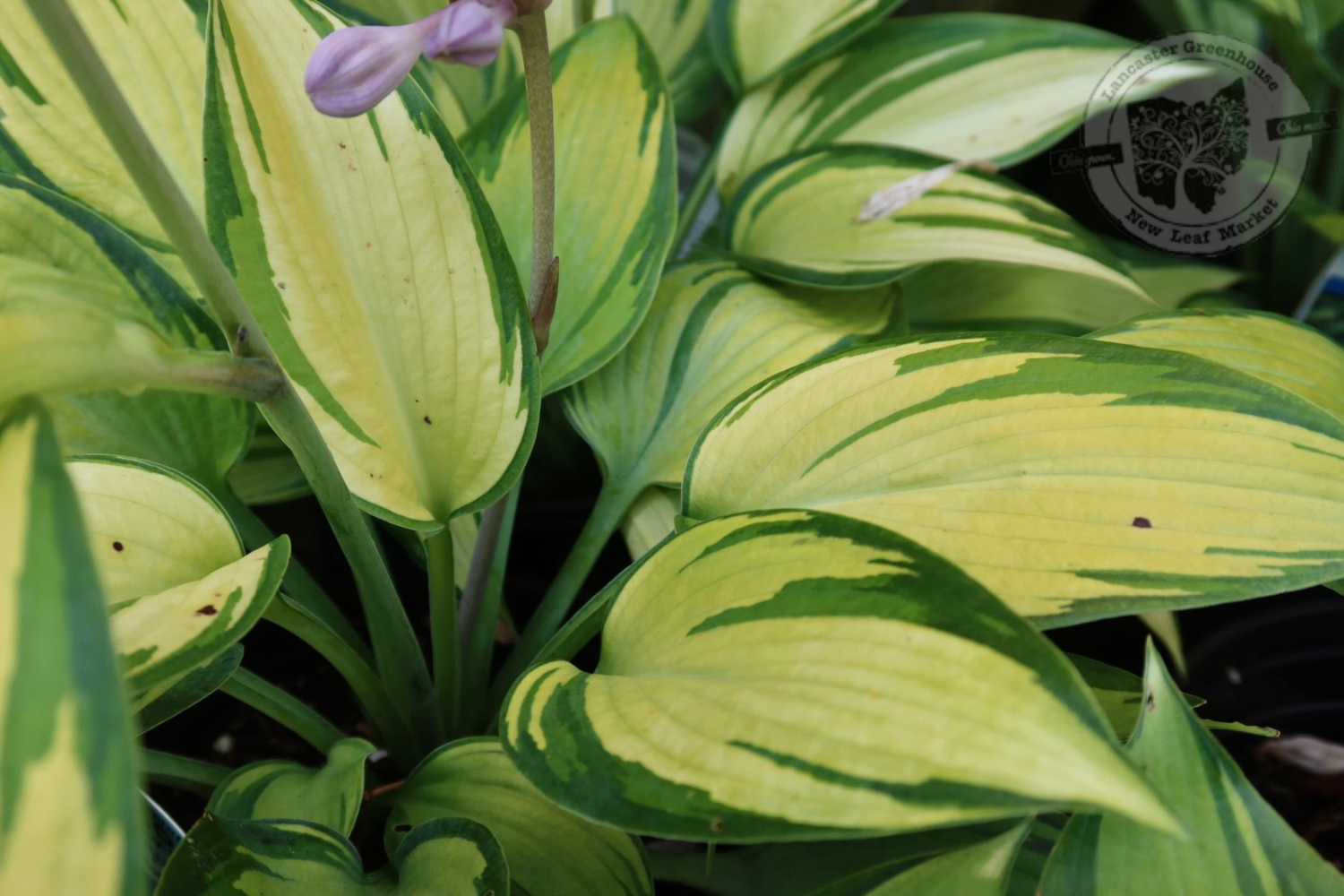Hosta June Plantain Lily (gallon perennial) $19.99