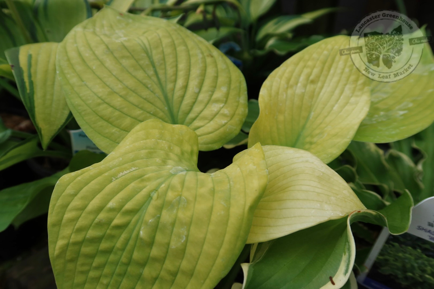 Hosta City Lights Plantain Lily (quart perennial) $11.99