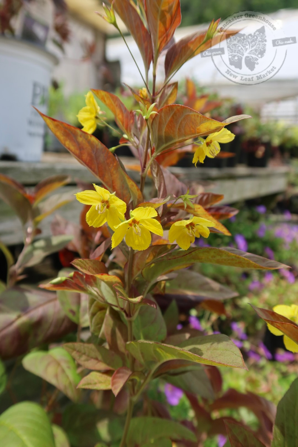 Lysimachia Firecracker Loosestrife (gallon perennial) $19.99