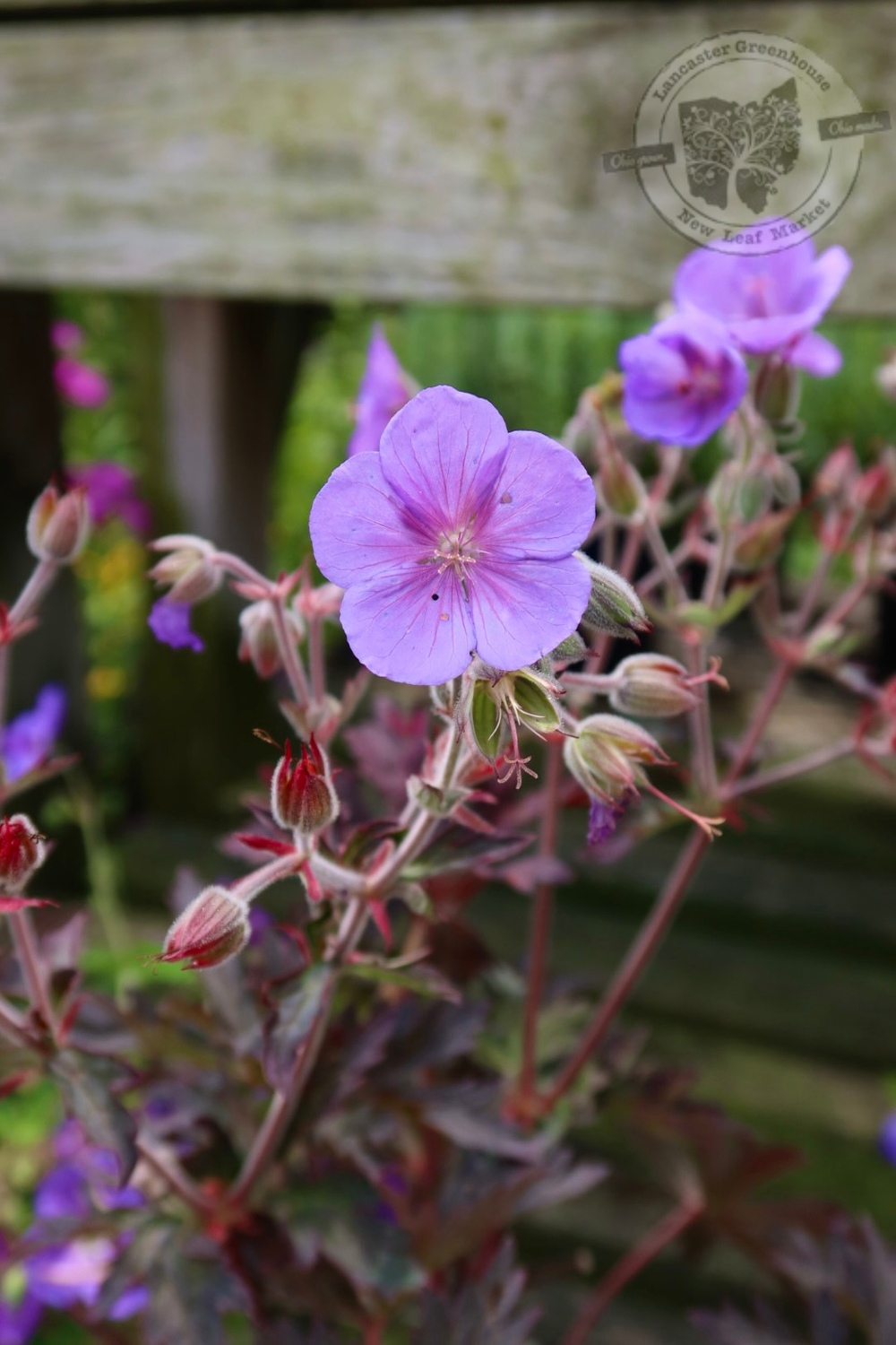 Geranium Boom Chocolatta Meadow Cranesbill (gallon perennial) $29.99