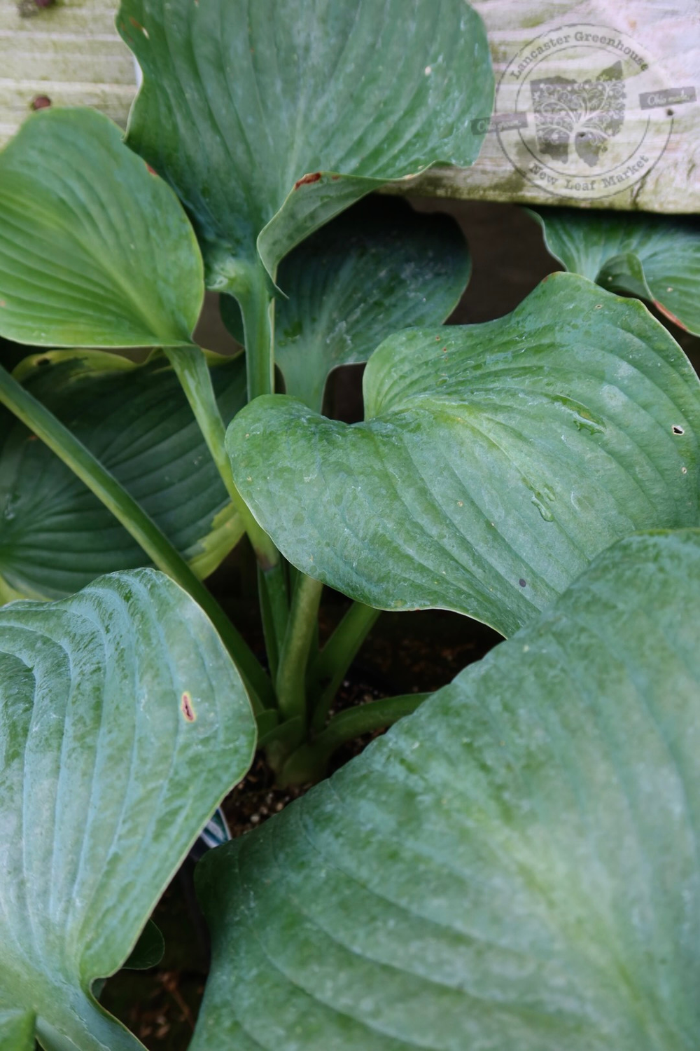 Hosta Blue Angel Plantain Lily (gallon perennial) $17.99